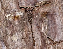 A female Taper-Tailed Darner clinging to the side of a coniferous tree.