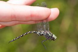 A male Harlequin Darner in hand