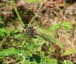 A Russet-tipped Clubtail perched on some low vegetation