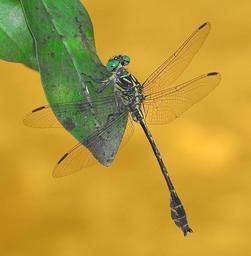 Stylurus townesi hanging from a leaf