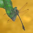 Image of Stylurus townesi