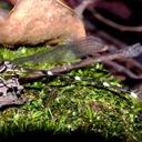 Image of Protosticta