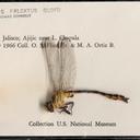 Image of Stylurus falcatus