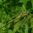 Image of Stylurus flavipes
