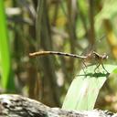Image of Tibiagomphus noval