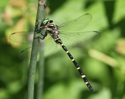 A male Tiger Spiketail perched on a green stem.