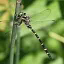 Image of Zoraena erronea