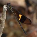 Image of Polythoridae