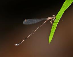 None