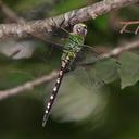 Image of Anax amazili