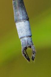 Lestes vigilax male appendages dorsal view