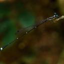 Image of Protosticta sexcolorata