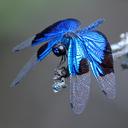 Image of Libelluloidea