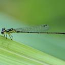 Image of Ischnura posita