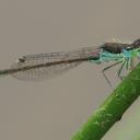 Image of Ischnura graellsii
