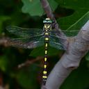 Image of Cordulegaster princeps
