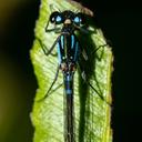Image of Cyanallagma interruptum
