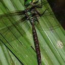 Image of Heliaeschna