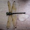 Image of Chlorogomphus risi
