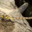 Image of Caliaeschna