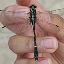 Image of Asiagomphus hesperius