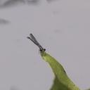 Image of Argia garrisoni