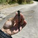 Image of Chlorogomphus soarer