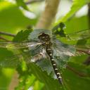 Image of Neallogaster schmidti