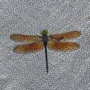Image of Plattycantha