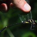 Image of Chlorogomphidae