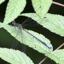 Image of Priscagrionidae