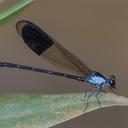 Image of Euphaeidae