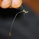 Image of Allocnemis