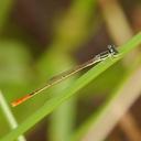 Image of Agriocnemis