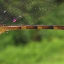 Image of Peruviogomphus