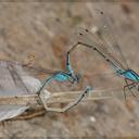 Image of Acanthagrion