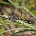 Image of Arigomphus