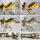 Image of Indocnemis
