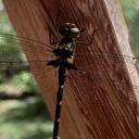 Image of Lauromacromia picinguaba