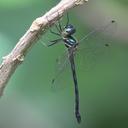 Image of Idionyx yolanda