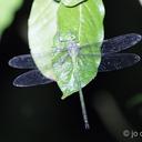 Image of Staurophlebia