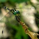 Image of Huonia