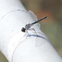 Image of Selysiothemis