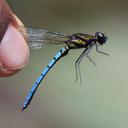 Image of Chlorocypha