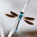 Image of Diphlebia