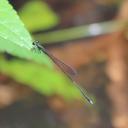 Image of Epipleoneura capilliformis