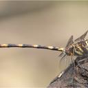 Image of Phyllogomphoides selysi