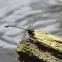 Image of Phyllogomphoides undulatus