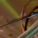 Image of Agriocnemis angolensis