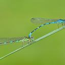 Image of Coenagrion ornatum